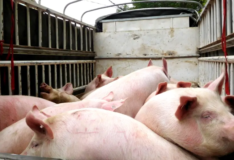 政策推动猪价合理回升，生猪养殖板块曙